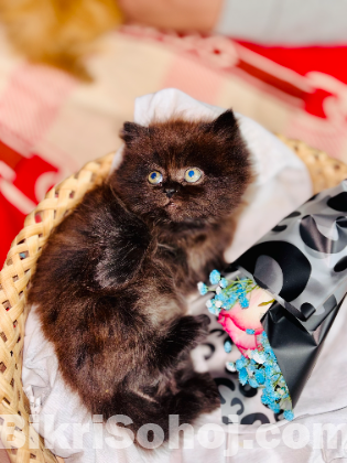 Traditional Persian kittens